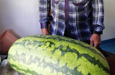 Гигантский арбуз весом 28,5 кг вырастил житель Приморья