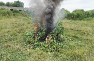В Приморье полиция напомнила землевладельцам о необходимости уничтожения конопли на своих участках