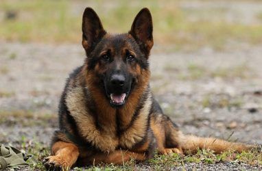В Приморье военнослужащие со служебными собаками учились искать мины — фото