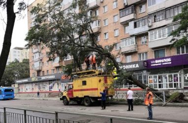 Тайфун «Майсак»: ураганный ветер во Владивостоке ломает деревья — фото