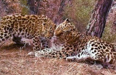 Умилительное видео с дикими леопардами записали в Приморье