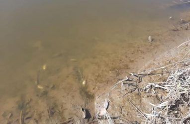 В Приморье в двух реках рыба погибла из-за асфиксии