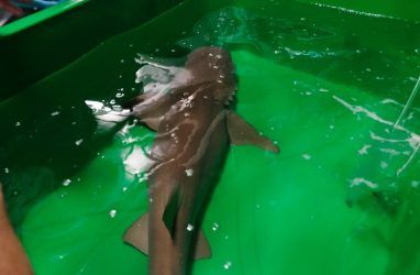 Ржавых акул-нянек представили в Приморском океанариуме