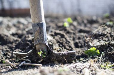 В Приморье арендатор 10 гектаров земли уничтожил плодородный слой почвы