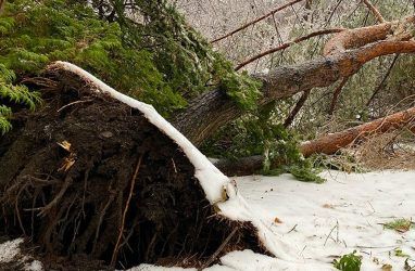 Во Владивостоке ледяной шторм повредил краснокнижные деревья в Ботаническом саду ДВО РАН