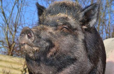 В Приморье зарегистрировано 63 эпизоотических очага по африканской чуме свиней