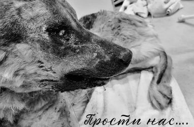 «Прости нас»: в Приморье умерла собака, которую пытались сжечь заживо