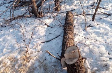 Подозрительная вырубка деревьев возобновилась у Зелёного угла во Владивостоке