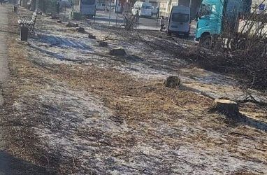 Очередное место преступления «чёрных лесорубов» обнаружили в Приморье