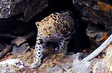На видео записали пещерный обед дальневосточного леопарда