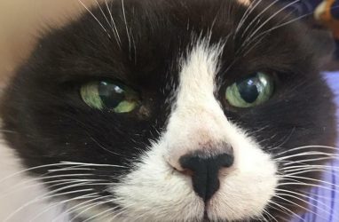 Во Владивостоке пожилую кошку выгнали умирать на улицу
