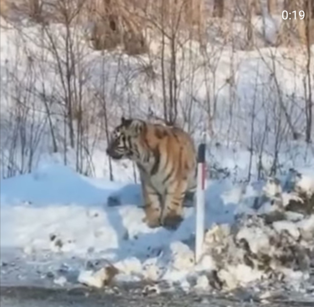 Водитель в Приморье встретил на дороге семью тигров — видео