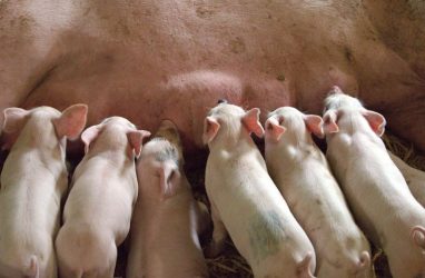 У трёхмесячной домашней свиньи в Приморье выявили вирус африканской чумы