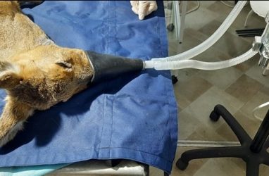 Пострадавшую в Приморье от собак косулю прооперировали — фото