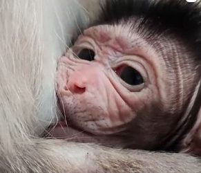 «Милота зашкаливает»: в зоопарке Владивостока впервые родился детёныш обезьяны — видео