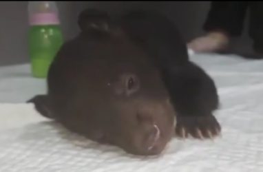 «Жизнь налаживается»: милое видео с медвежонком опубликовали в Приморье