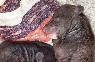 «Такие милахи»: фото новорождённых медвежат, оставшихся без мамы, показали в Приморье