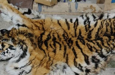 Тигра убили недалеко от трассы «Хабаровск — Владивосток»