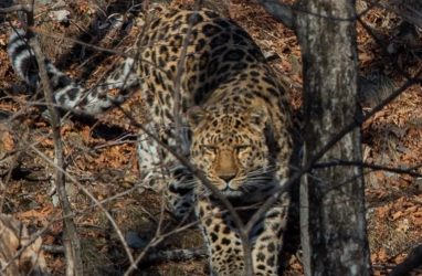 В Приморье редчайший леопард «поздравил» с Днём рождения приезжего фотографа