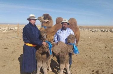Большая редкость: верблюжата-двойняшки родились в Монголии