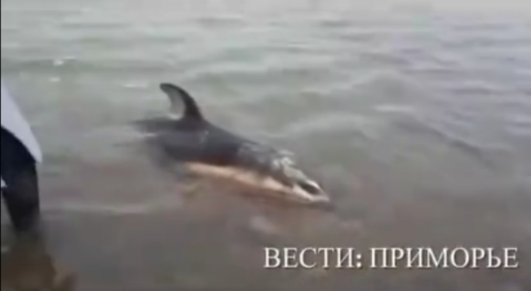 Дельфин умирает на побережье во Владивостоке. Ему пытаются помочь — видео