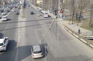 Огромная ветка свисает на проводах над оживлённой магистралью во Владивостоке — фото