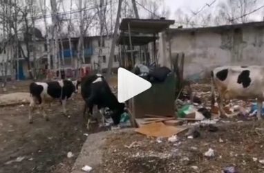 «Коровы жрут из мусорных баков!»: скандальный видеоролик возмутил приморцев