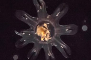 На острове Русский впервые получили потомство медузы цианеи