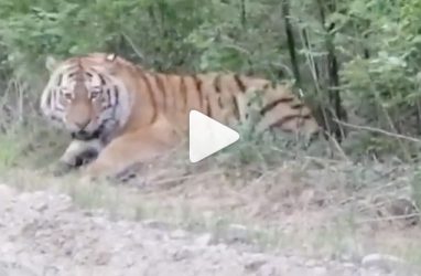 В Приморье люди кормили дикого тигра колбасой. Это возмутило специалистов