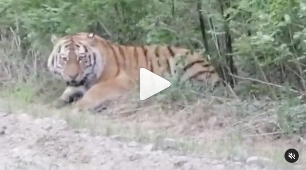 Кормят тигра. Фото - скриншот с видео центра Амурский тигр