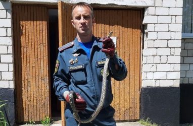 В Приморье пожарный лихо поймал большую змею