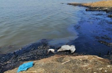 Примтеплоэнерго оштрафовали за гибель птиц на озере Солёное