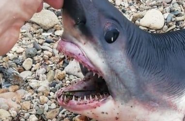 «Зубатое чудо»: акулу выбросило на берег в районе Шаморы во Владивостоке