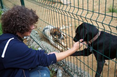 Выставка-раздача собак и кошек пройдёт во Владивостоке 28 сентяря