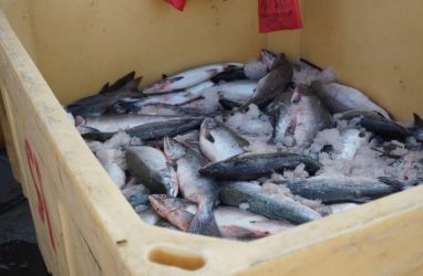 Впервые после долгого перерыва российскую рыбу доставили в китайский порт навалом