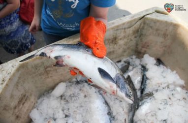 В Приморье с начала 2021 года из торгового оборота изъяли 505 кг рыбы и морепродуктов