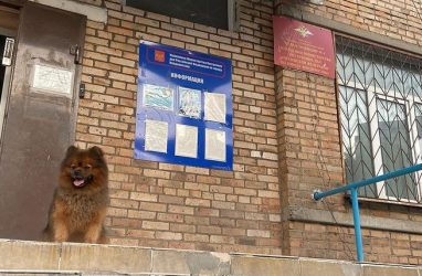 «Розыск домашних животных»: полицейские рассказали, как нашли украденную собаку во Владивостоке