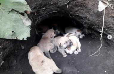 В Приморье спасли выводок щенков, найденных в лесу