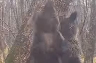 Тысячи лайков собирает видео с трущимися об дерево медведями