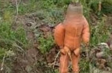 Морковку в форме человека откопали в Приморье — фото