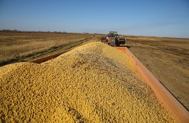 Средняя урожайность сои в 2023 году в Приморье сократилась на три центнера