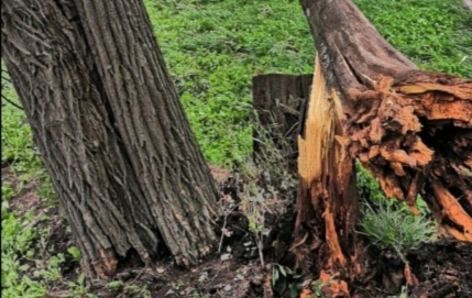 В Приморье инвалида без руки осудили за рубку деревьев