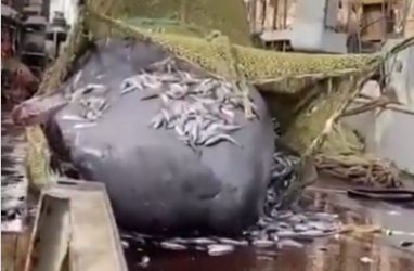 Огромный кашалот попал в трал рыбаков — видео
