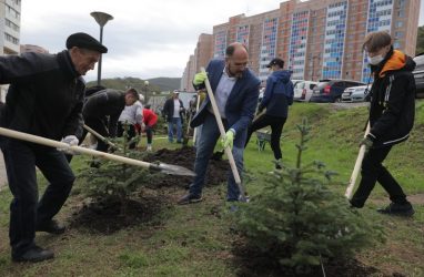Во Владивостоке создают «Лес Победы» — мэрия