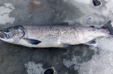Рыбу со странными следами поймали на Сахалине