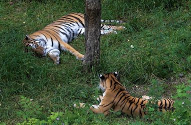 Охотнадзор прокомментировал случаи выхода тигра к людям в Приморье