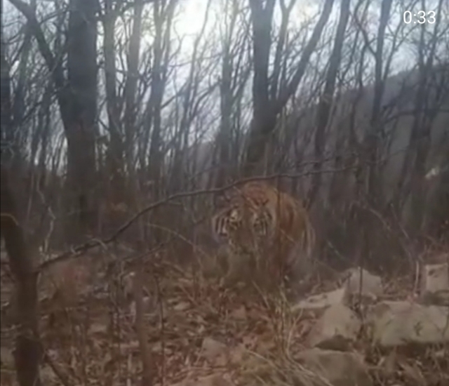 «Лоб в лоб»: шокирующую встречу с тигром в Приморье записали на видео