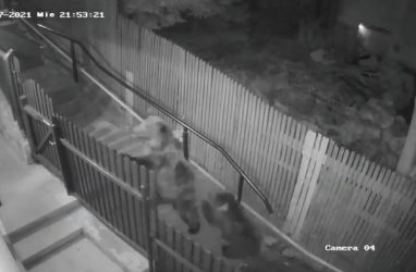 Медведи чуть не настигли девушку в пригороде Владивостока