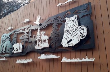 В Приморье доставят труп тигра, погибшего под колёсами локомотива