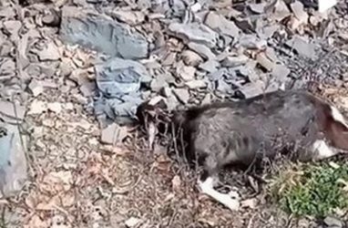 «Коза беременная была»:  жестокий отстрел домашнего скота произошёл в Приморье — видео